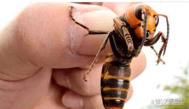 黄蜂主场力压毒蛇,展现实力 黄蜂主场力压毒蛇,展现实力